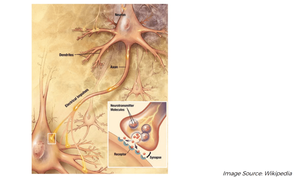 synapse vs axon vs dendrite